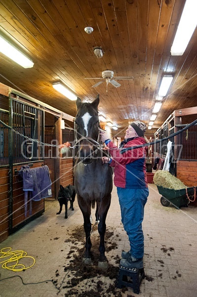 Woman clipping horse