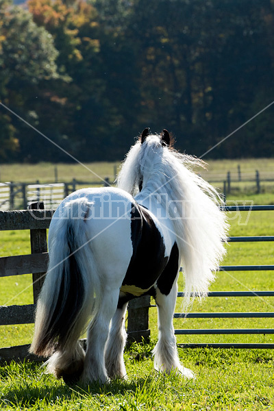 Gypsy Vanner horse