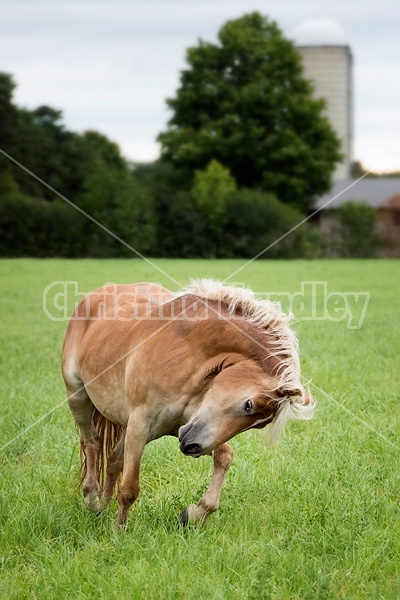 Haflinger horse running and playing in a field