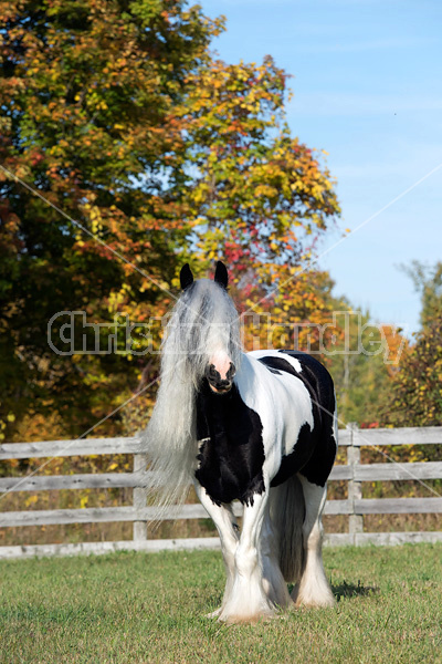 Gypsy Vanner horse