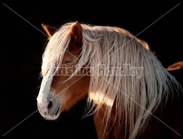 Belgian Horse Against Black Background