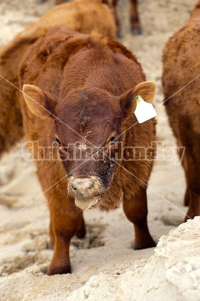 Beef Calves