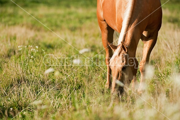 Palomino Quarter Horse