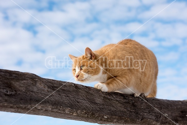 Orange and white barn cat