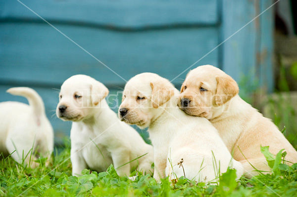 Golden Labrador puppies