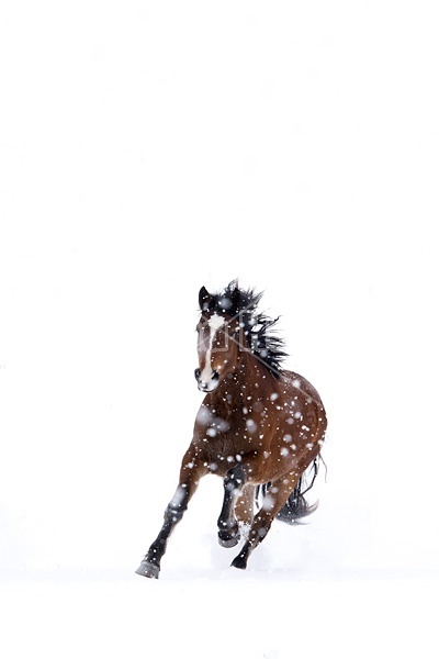 Horse galloping through deep snow during a snow storm