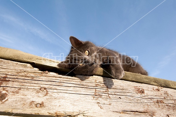 Gray barn cat