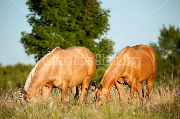 Palomino Quarter Horse