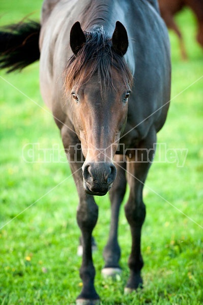 Quarter horse mare