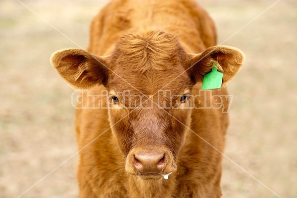 Beef Calf