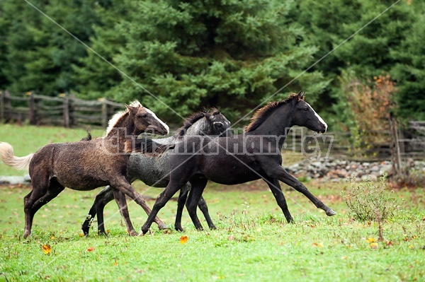 Rocky Mountain Horse foals