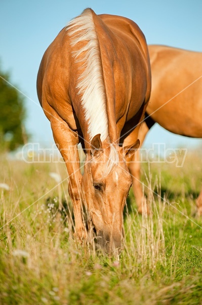 Palomino Quarter Horse