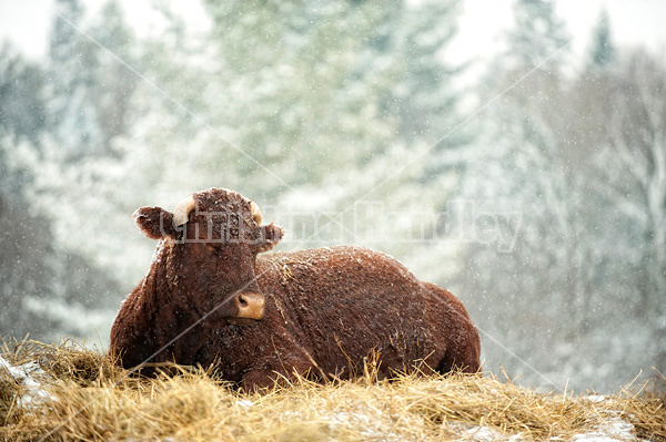 Beef cow laying on a bed of straw outside in the snow