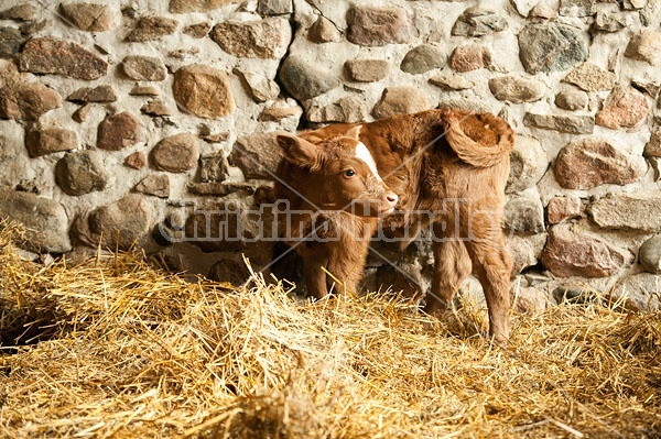 Young Beef Calf