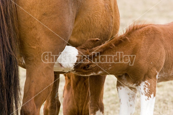 Nursing Foal