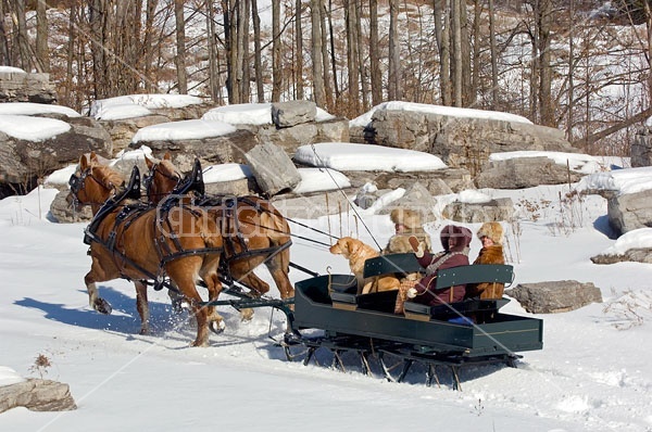 Horse drawn sleigh ride