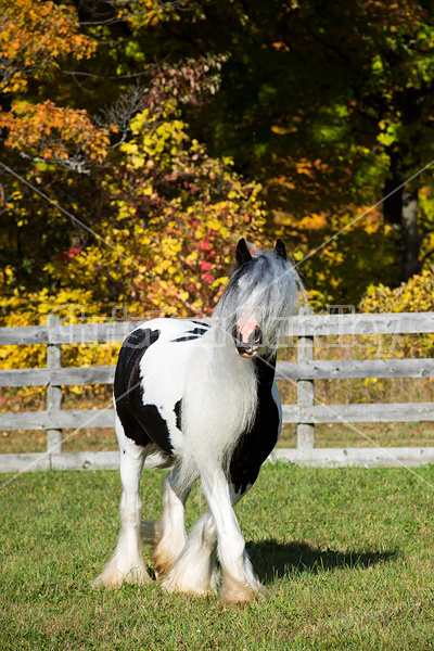 Gypsy Vanner horse