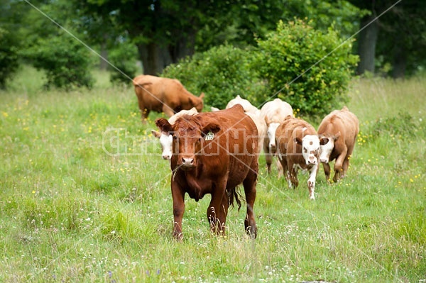 Herd of Beef Cattle