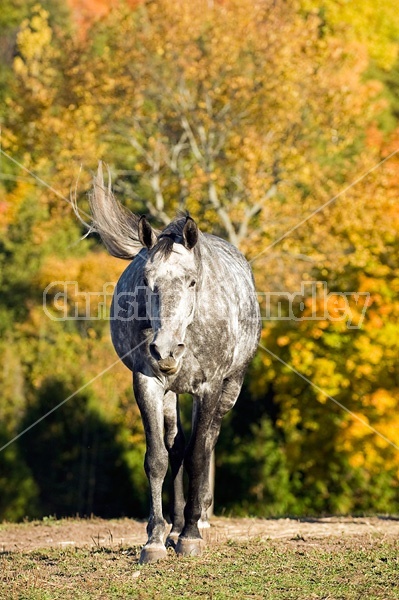 Dapple gray horse on autumn pasture