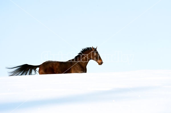 Bay Thoroughbred horse galloping through deep snow