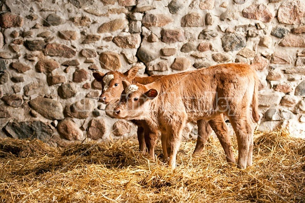 Twin Beef calves