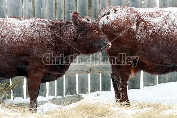 Beef Cattle Standing in Snowstorm