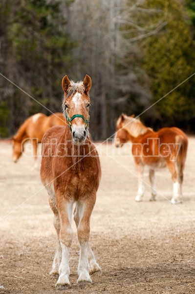 Yearling Belgian Draft Horse