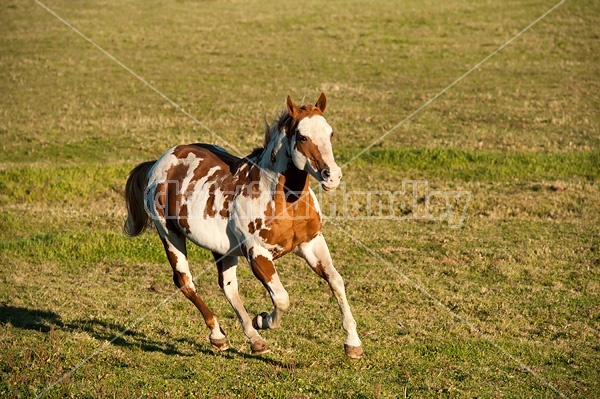 Paint stallion feeling frisky and playful