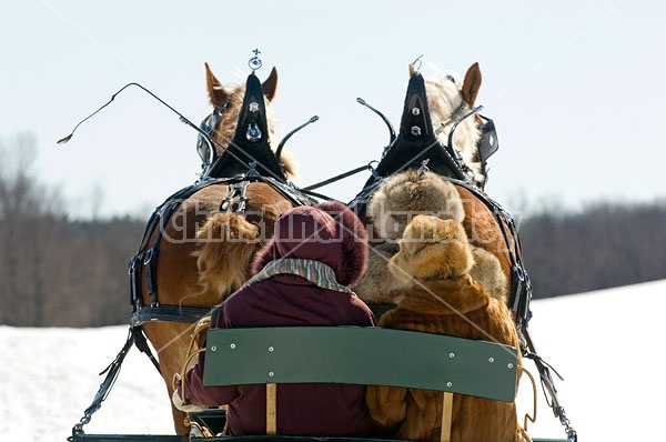 Horse drawn sleigh ride