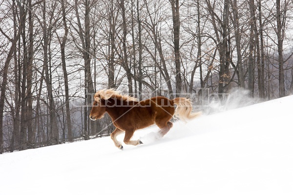 Chestnut Icelandic horse running through deep snow. Ontario Canada