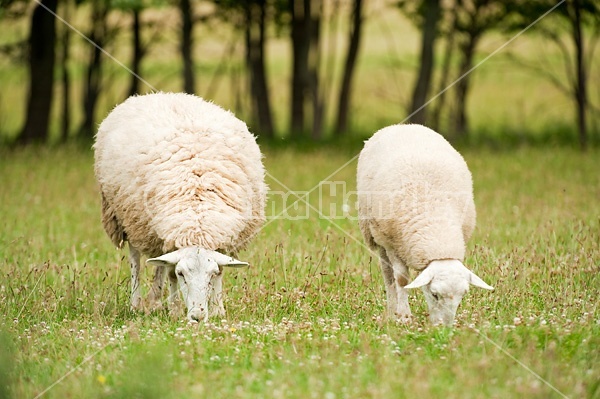 Sheep on summer pasture.