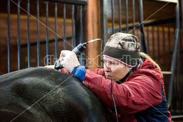 Woman clipping horse