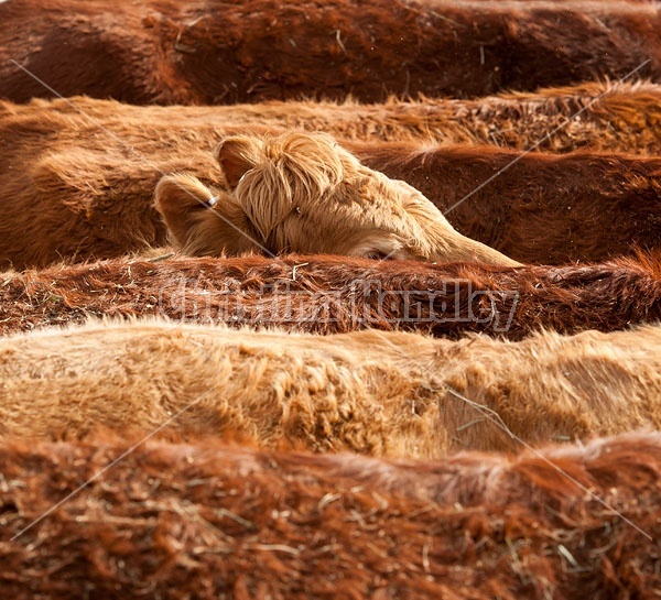 Closeup of beef cows