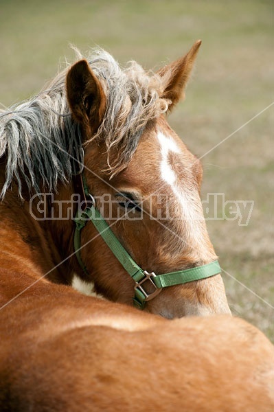 Young Belgian Horse Lying Down