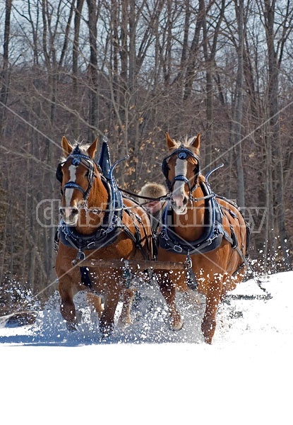 Horse drawn sleigh ride