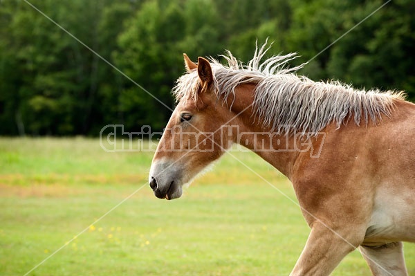 Young belgian draft horse gelding