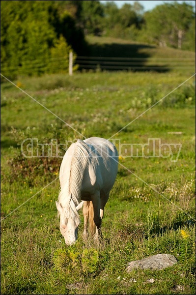 Rocky Mountain Horse