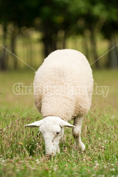 Sheep on summer pasture.