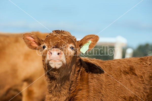 Baby Beef Calf