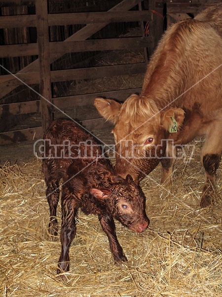 Newborn Beef Calf