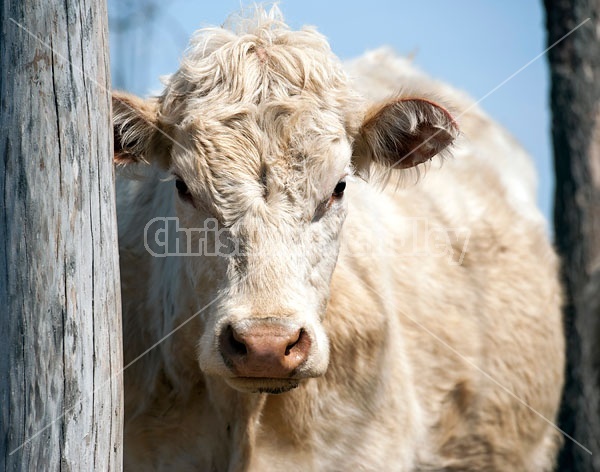 Charolais Cow