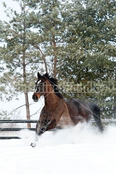 Bay thoroughbred horse galloping through deep snow