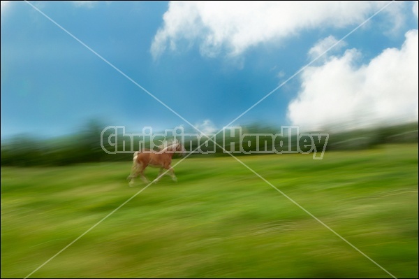 Belgian Horse Multiple Exposure