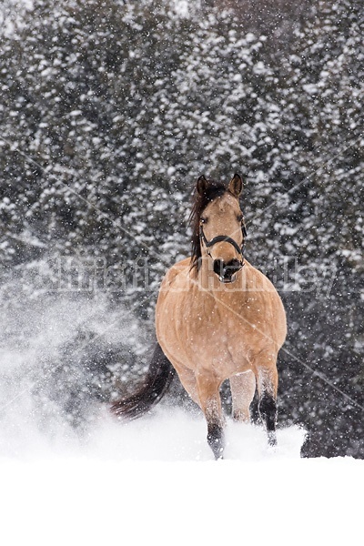 Single buckskin horse trotting through deep snow