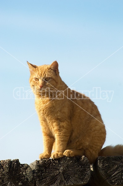 Orange cat sitting on logs outside in the sunshine.