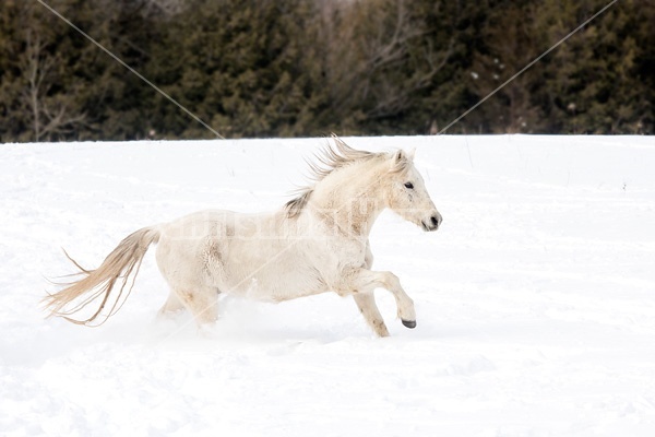 Single horse galloping through deep snow