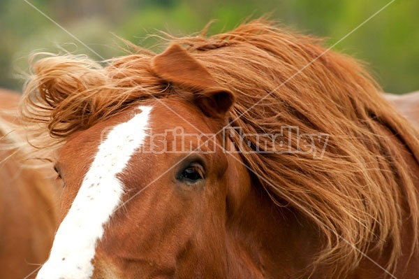 Belgian draft horse shaking his head