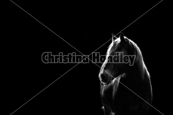 Horse in black and white backlit by the setting sun