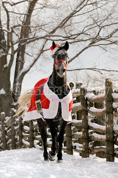 Gray horse wearing Santa Suit