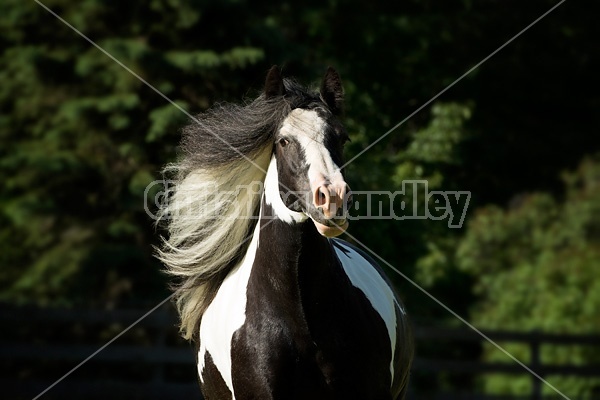 Gypsy horses